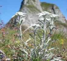 Alpine Edelweiss: Cultivarea și îngrijirea