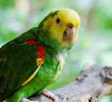 Papagali amazonieni: trăsături de conținut, descriere și fapte interesante
