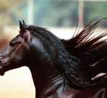 Mustangul american - un cal întors de Columb ... Este o moștenire istorică a acestei țări?