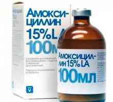 Amoxicilina pentru pisici: dozare și instrucțiuni de utilizare