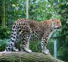 Amur leopard în Orientul Îndepărtat: descriere, fotografie