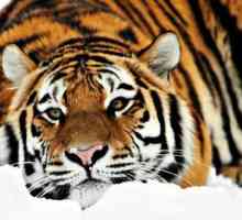 Amur tigru: fapte interesante despre animal