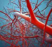 Revizuirea anatomică: ce țesuturi sunt lipsite de vase de sânge