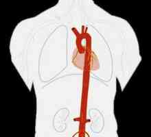Anatomia aortei și a ramurilor ei
