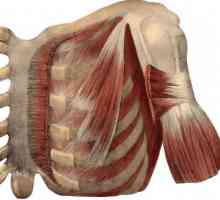 Anatomia umană: mușchiul subclavian