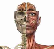 Anatomia umană: Fossa Pedicle