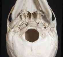 Anatomia fostei pterigoide