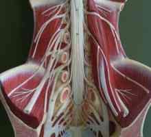 Anatomie: plexul lombar și ramurile acestuia