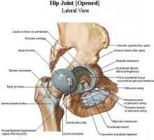 Anatomia articulației șoldului: structură, mușchi, ligamente