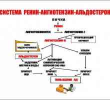 Sistemul angiotensin-renină-aldosteron: o schemă, funcții și rolul acesteia