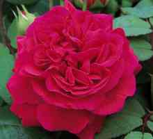English roses: poze, varietate, descriere, recenzii