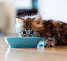 Animonda: hrană pentru pisici. Tipuri, compoziție, recenzii