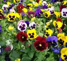 Pansiunile: plantarea și îngrijirea florii de primăvară