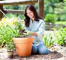 Anthurium și spathiphyllum: descriere, îngrijire la domiciliu. Pot să pun împreună spathiphyllum și…