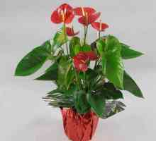 Anthurium roșu: îngrijire și cultivare