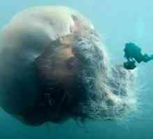 Arcuri meduze - cele mai mari meduze din lume