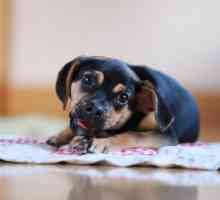 Asciții la câini: prognoză și tratament