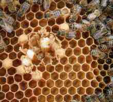Ascoferoza albinelor: prevenirea și tratamentul