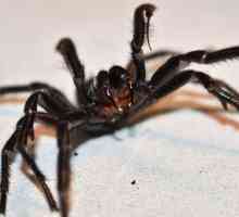 Australian spiders: descriere, tipuri, clasificare și fapte interesante