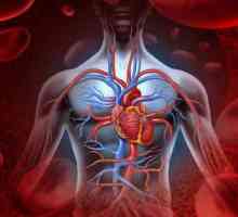 Automatarea inimii umane: definiție, descriere, noduri și gradient