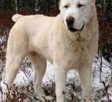Asian, un câine. Puii de ciobanesc asiatic: fotografie. Câine ciobănesc din Asia Centrală