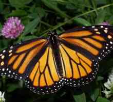 Butterfly danada monarch: descriere, caracter și habitat