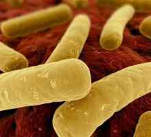 Bacteriile Clostridium difficile