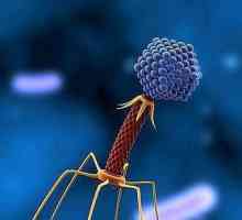 Bacteriophage coli: instrucțiuni de utilizare, analogi și recenzii