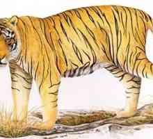Tigrul balinez - subspecii disparute