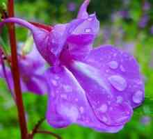 Balsamina (flori): soiuri, descriere, particularități de cultivare