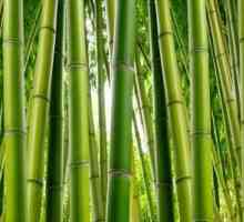 Stilul de bambus - o pătură care întărește sănătatea