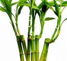 Bamboo: unde creste si cu ce viteza? Este iarba sau lemnul de bambus?