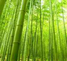 Bamboo fiber: ceea ce este, argumente pro și contra produselor din bambus