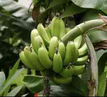 Banana cu gastrită: fruct interzis sau medicament?