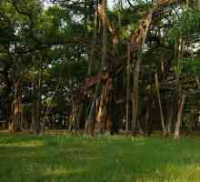 Banyan: copac și simbol al Indiei