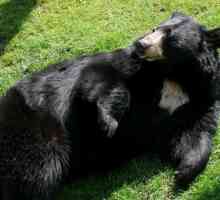 Baribal (urs negru): descriere, aspect, caracteristici, habitat și fapte interesante