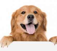 `Barking Heads` - hrană pentru câini: excelentă pentru animalele de companie