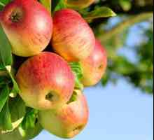 Bashkir beauty (măr): descrierea varietății și recenzii ale grădinarilor