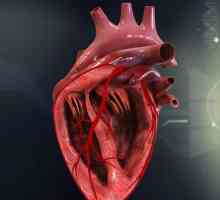 Батмотропный эффект в физиологии сердечной деятельности