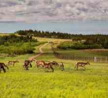 Centrul de recreere `Deer Zastava` (Perm) invită pentru o viață nouă