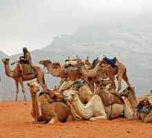 Beduina este un nomad al deșertului