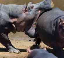 Hipopotam și hipopotamus: diferențe și asemănări ale acestor mamifere