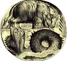 Hipopotam: mitologie, etimologie, soiuri