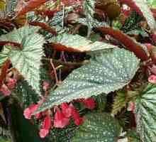Begonia: locul de nastere al plantei. Begonia: soiuri, fotografie