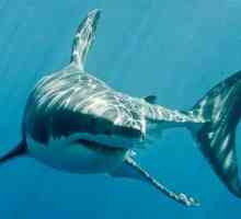 Белая акула: образ жизни, интересные факты и среда обитания
