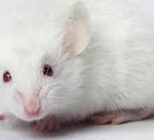 Șoarecele alb visa: ce era?