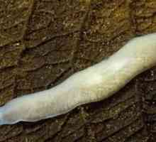 Planaria albă: tipul de viermi, structura, stilul de viață