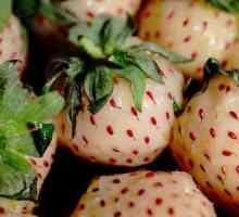 Căpșuni albe: trăsături, avantaje și soiuri cele mai promițătoare