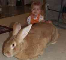 Gigantul belgian este un iepure gigant (fotografie). Aflați cum să conțină în mod corespunzător o…