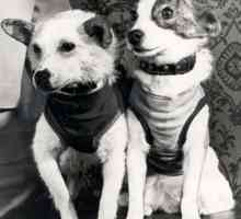 Veverita și Arrow - primii câini din spațiu care s-au întors pe Pământ în viață
